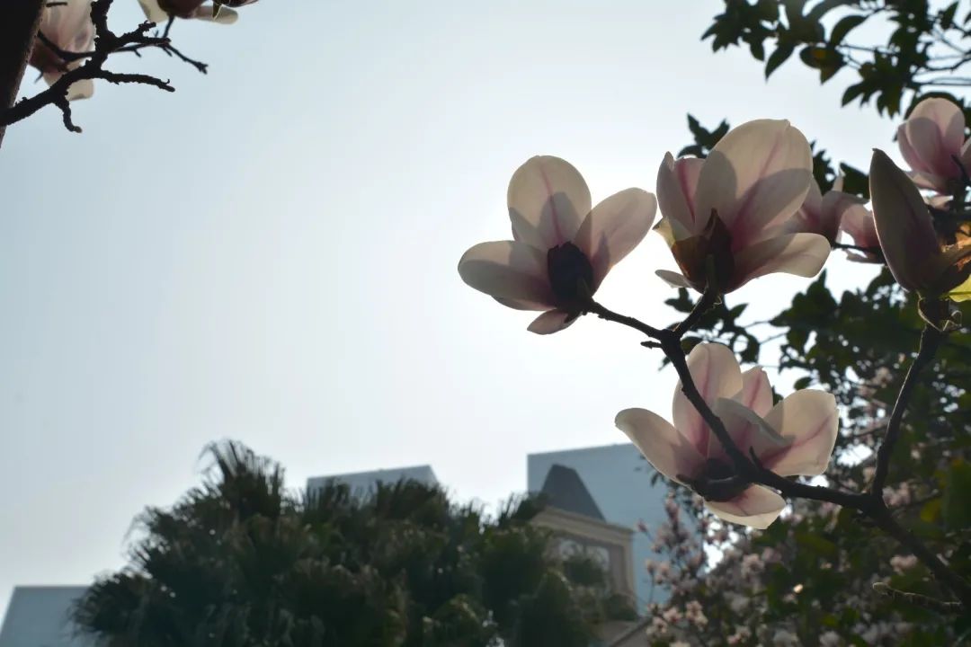 1614132983645527.jpg 圖片