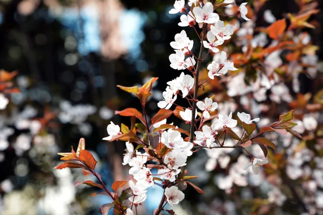 1614136434460613.jpg 圖片