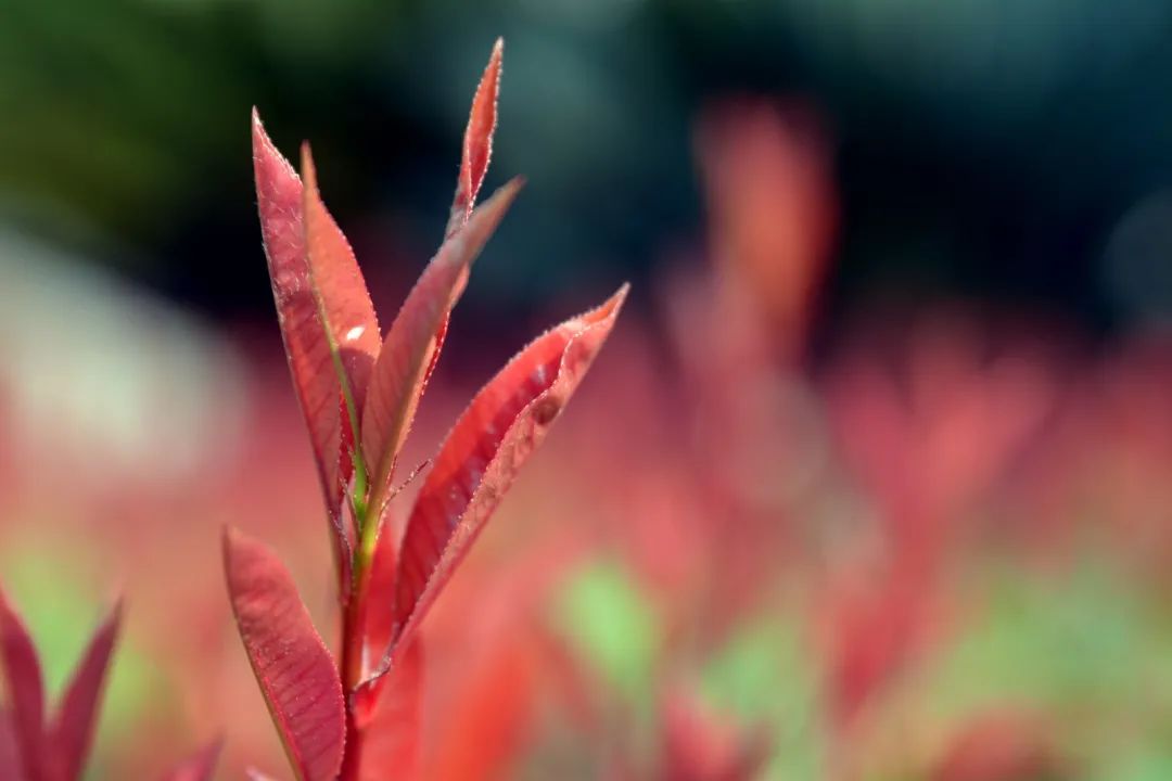 1614132983521775.jpg 圖片