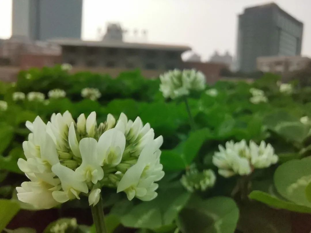 1614133228169353.jpg 圖片