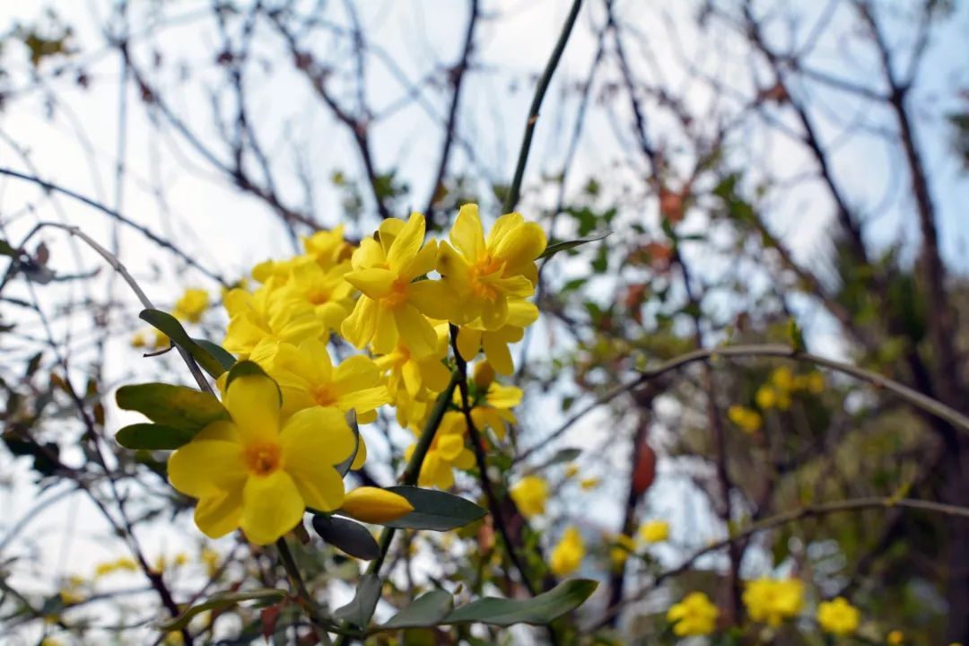 1614132983450341.jpg 圖片