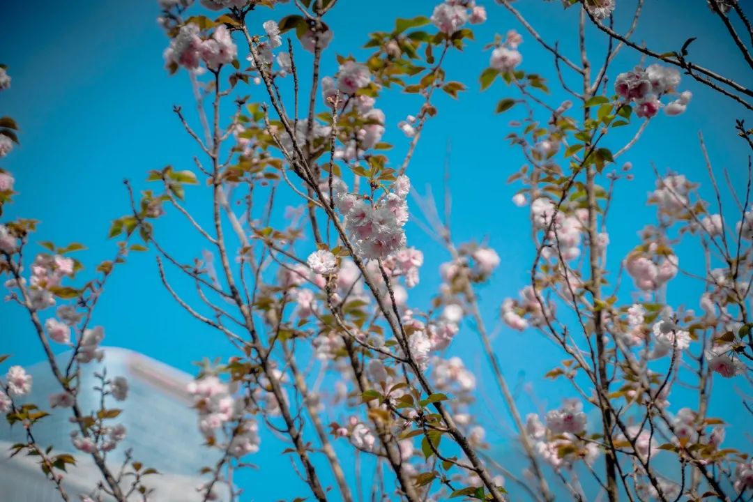 1614134590480979.jpg 圖片