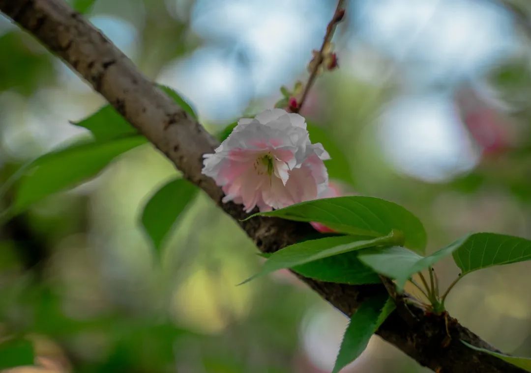 1614134589686265.jpg 圖片